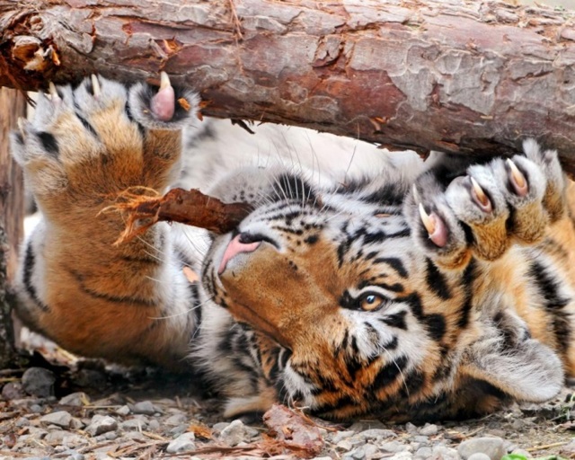 Нож керамбит: как сделать из дерева, рисунок, чертеж-шаблон на бумаге