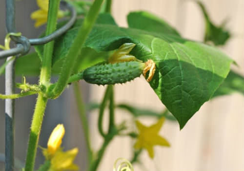 Нужно ли обрывать усы у огурцов при выращивании в теплице?