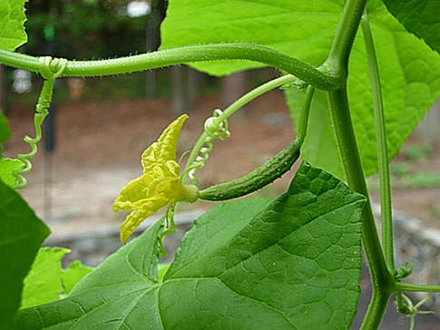 Нужно ли обрывать усы у огурцов при выращивании в теплице?