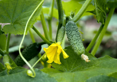 Нужно ли обрывать усы у огурцов при выращивании в теплице?