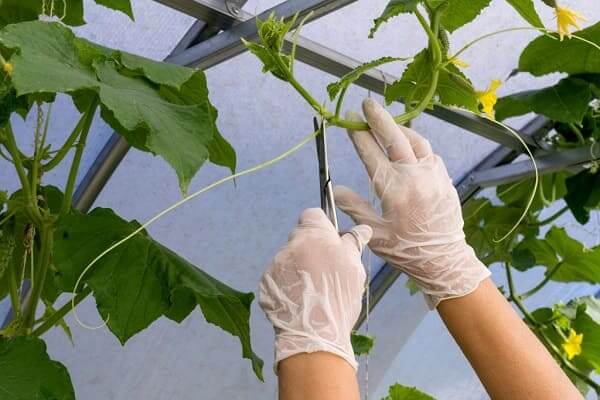 Нужно ли обрывать усы у огурцов при выращивании в теплице?