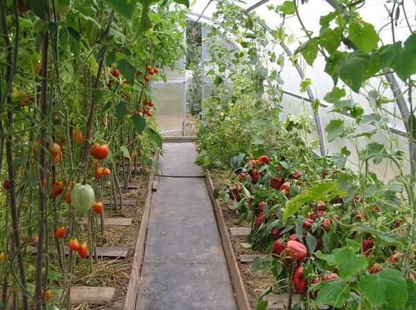 Нужно ли закрывать теплицу с томатами на ночь?