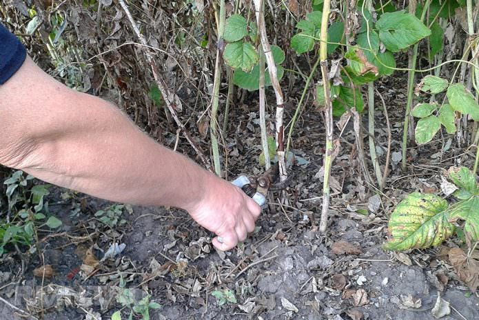 Обрезка малины осенью перед зимними холодами