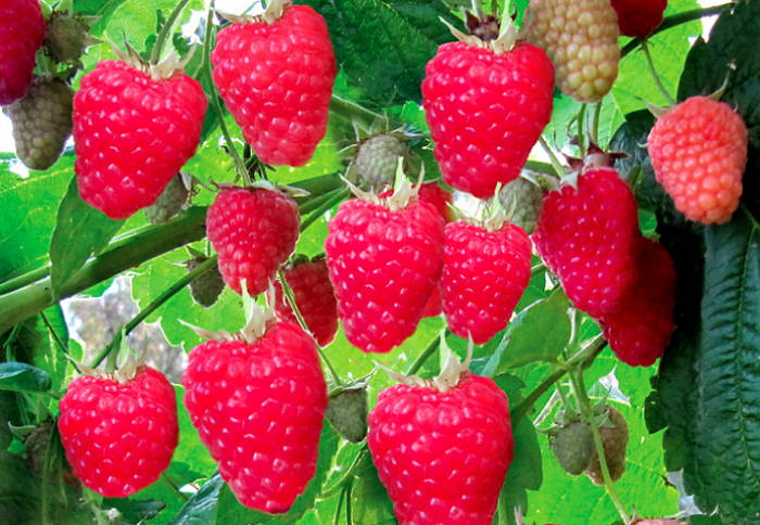 Обрезка малины осенью перед зимними холодами