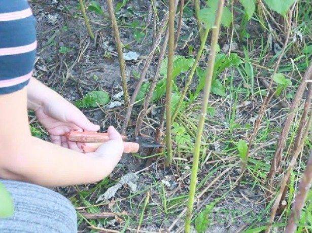 Обрезка малины осенью перед зимними холодами