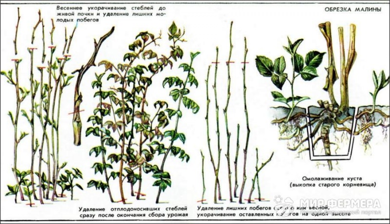 Обрезка малины осенью перед зимними холодами