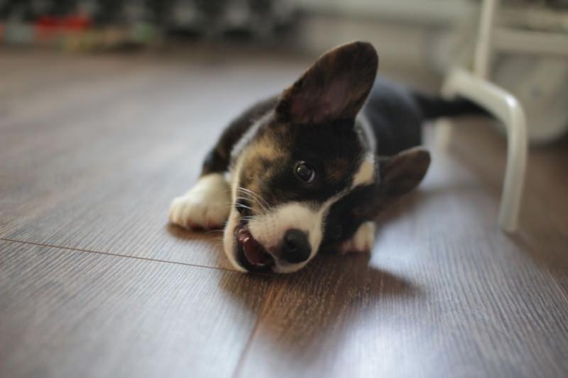 Обзор совместимости между двумя собаками в паре