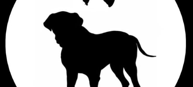 Обзор совместимости между двумя собаками в паре