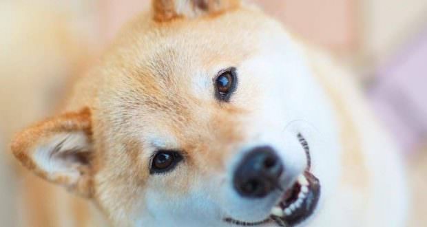 Обзор совместимости между собакой и лошадью: причины конфликтов