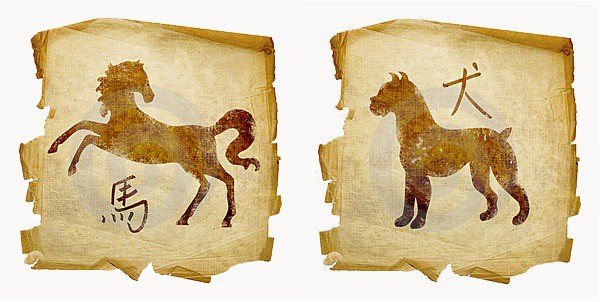 Обзор совместимости между собакой и лошадью: причины конфликтов