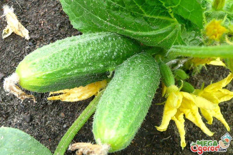 Огурцы: особенности выращивания в открытом грунте