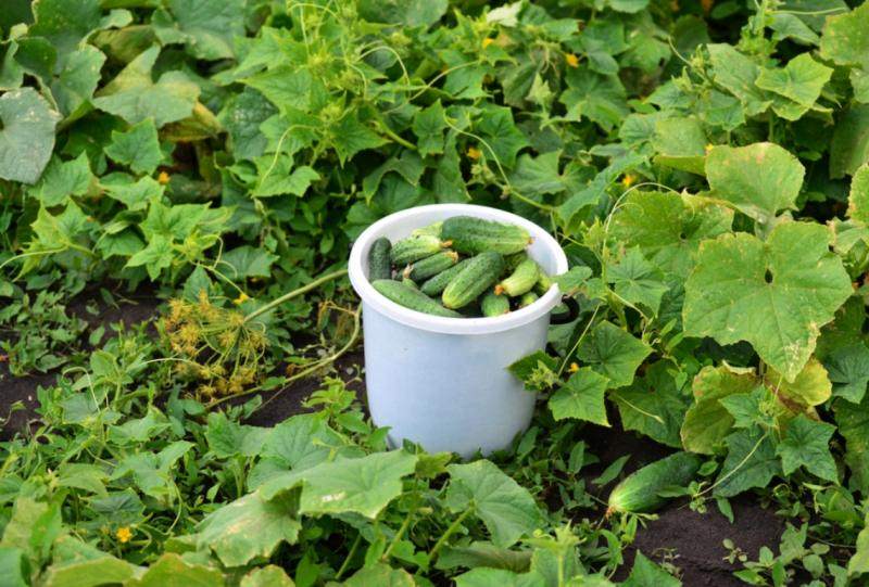 Огурцы: особенности выращивания в открытом грунте