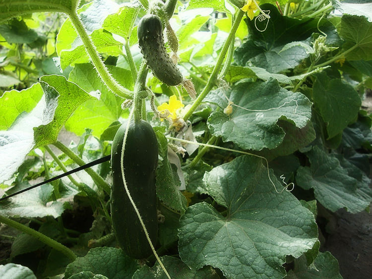 Огурцы: особенности выращивания в открытом грунте