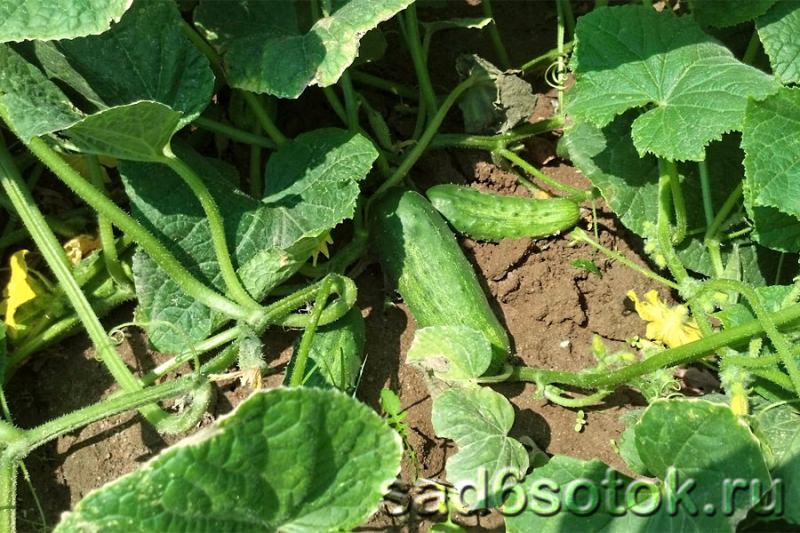Огурцы: особенности выращивания в открытом грунте