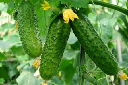 Огурцы в теплице растут крючком: определяем и устраняем причины проблемы