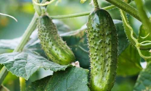 Огурцы в теплице растут крючком: определяем и устраняем причины проблемы
