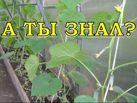 Огурцы в теплице растут крючком: определяем и устраняем причины проблемы