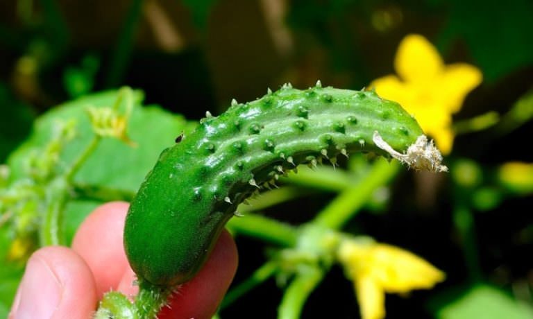 Огурцы в теплице растут крючком: определяем и устраняем причины проблемы