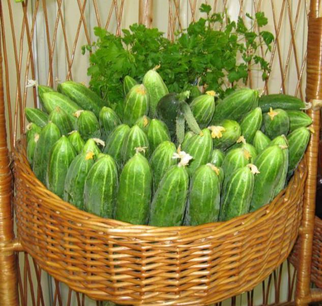 Огурцы в теплице растут крючком: определяем и устраняем причины проблемы