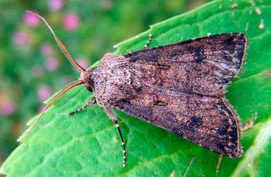 Опасность огородной совки для тепличных культур