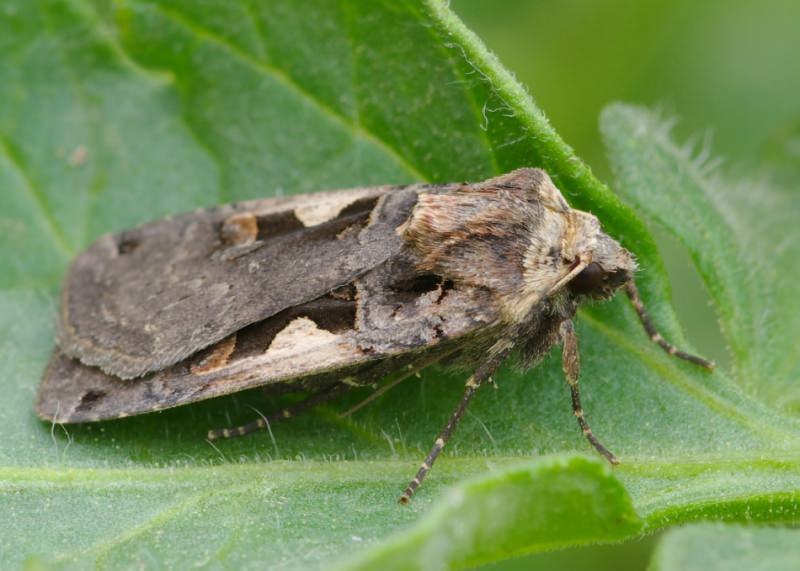 Опасность огородной совки для тепличных культур