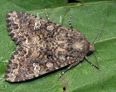 Опасность огородной совки для тепличных культур