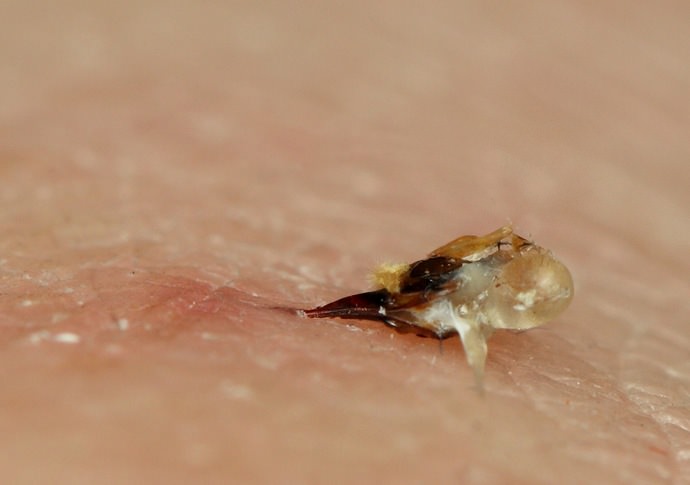 Опасность пчёл на участке и методы борьбы с ними