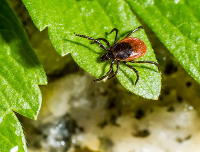 Опасность пчёл на участке и методы борьбы с ними