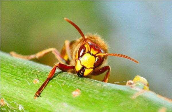 Опасность пчёл на участке и методы борьбы с ними