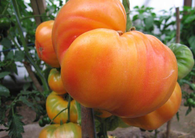 Описание и отзывы о томате загадка природы с фото