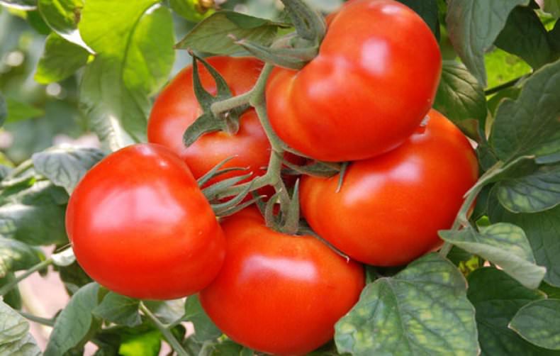 Описание и посев помидоров примадонна