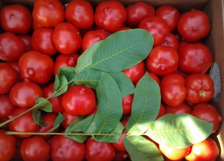 Описание и посев помидоров примадонна