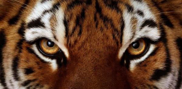 Описание любовной совместимости между собакой и тигром