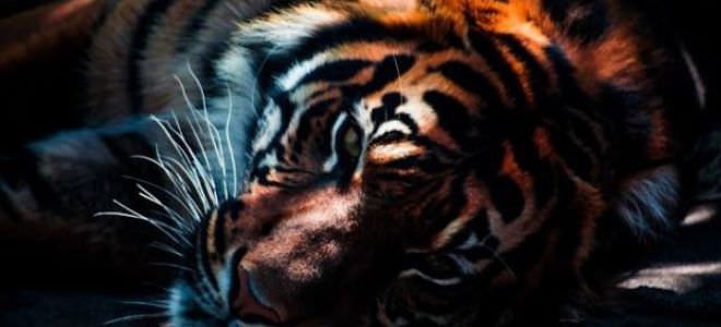 Описание любовной совместимости между собакой и тигром