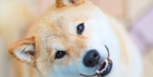 Описание любовной совместимости между собакой и тигром