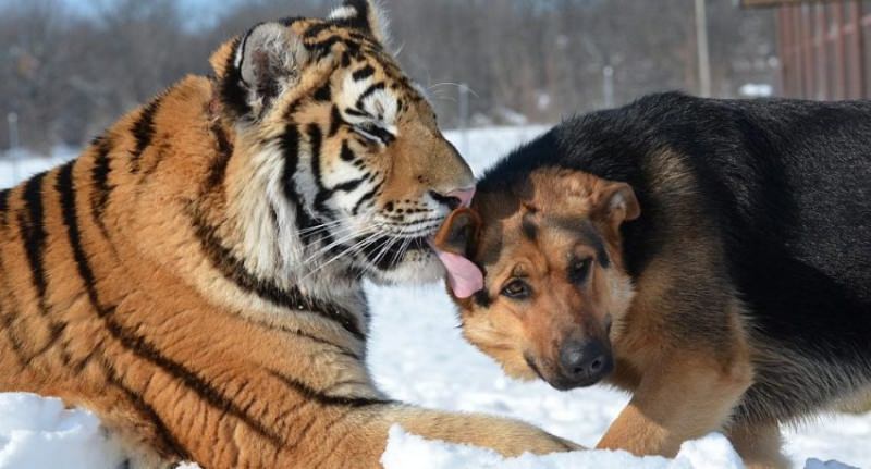 Описание любовной совместимости между собакой и тигром