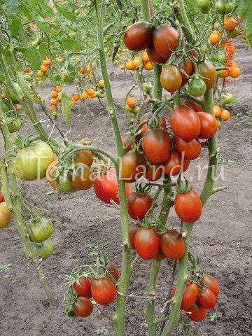 Описание сорта томата черный мавр