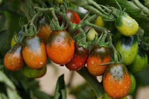 Описание сорта томата черный мавр