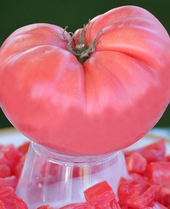 Описание сорта томата розовый гигант