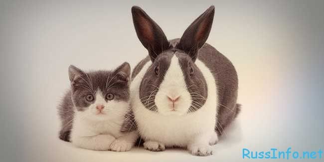 Описание совместимости в паре между собакой и кроликом
