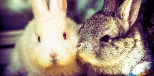 Описание совместимости в паре между собакой и кроликом