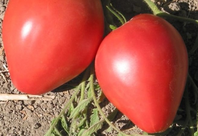 Описание томата лентяйка: отзывы и фото