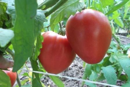 Описание томата лентяйка: отзывы и фото