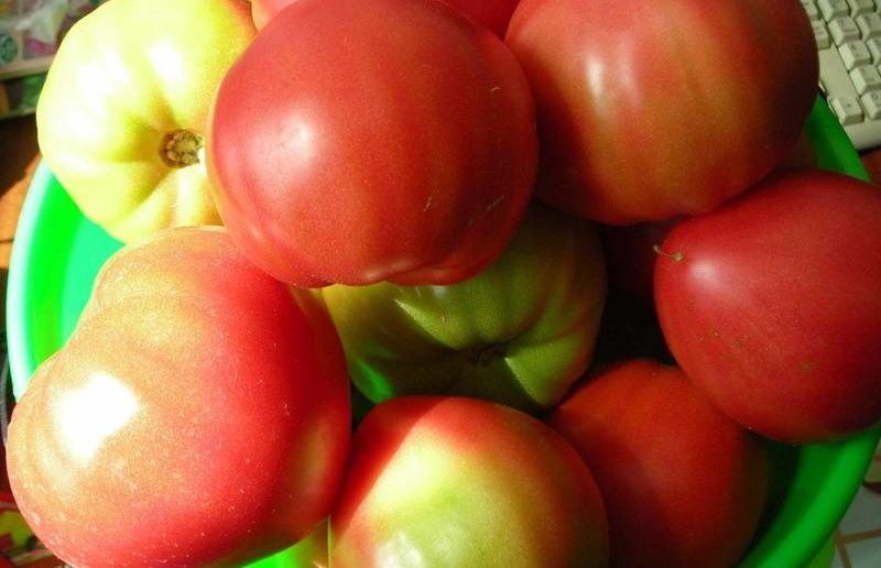 Описание томата сахарный бизон: отзывы и фото