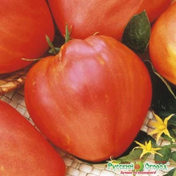 Описание томата сахарный бизон: отзывы и фото