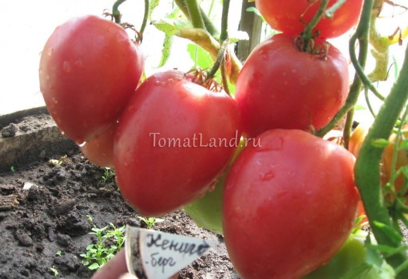 Описание томата сорта кенигсберг