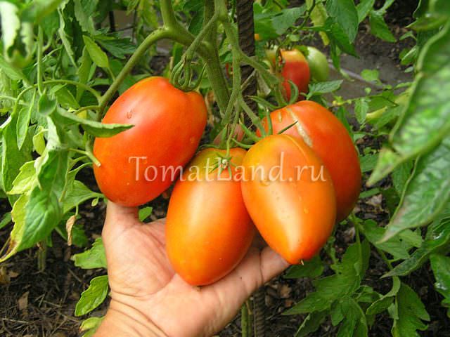 Описание томата сорта кенигсберг