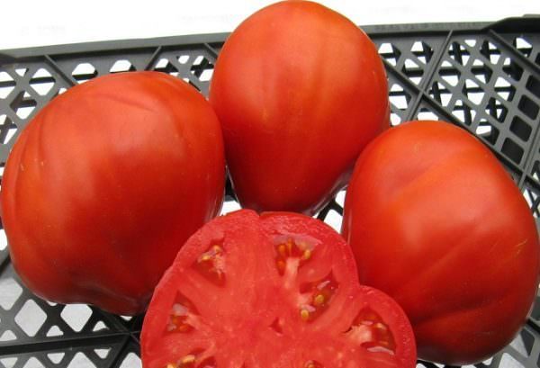 Описание томата сто пудов: отзывы и фото