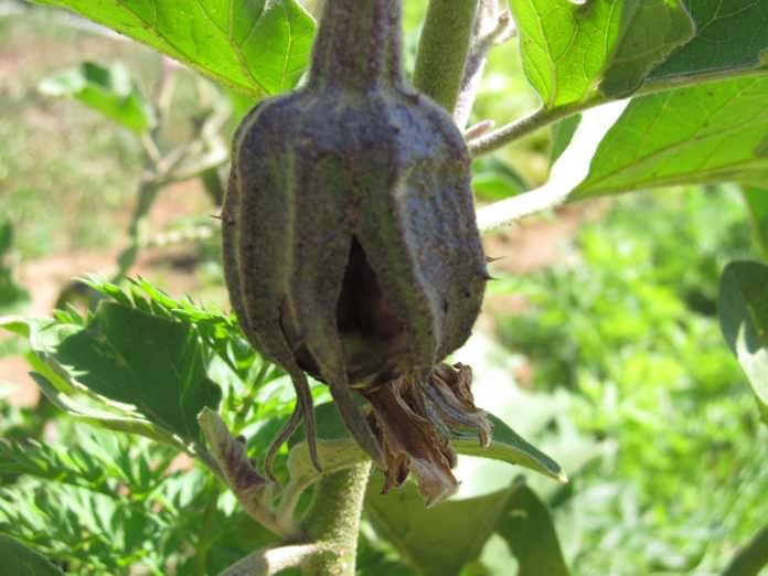 Определение и устранение причин опадания цветов у тепличных баклажанов