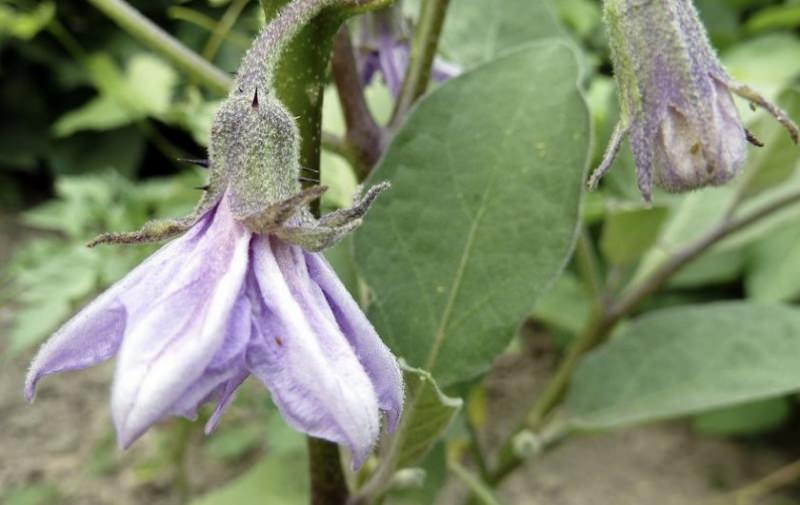 Определение и устранение причин опадания цветов у тепличных баклажанов